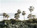 Picture of Palms Above the Sea _GroupedProduct_Rectangle_Landscape_Photography _GroupedProduct_Rectangle_Landscape_Unframed_Print_Only_