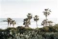 Picture of Palms Above the Sea _GroupedProduct_Rectangle_Landscape_Photography _GroupedProduct_Rectangle_Landscape_Unframed_Print_Only_