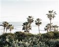 Picture of Palms Above the Sea _GroupedProduct_Rectangle_Landscape_Photography _GroupedProduct_Rectangle_Landscape_Unframed_Print_Only_