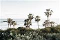 Picture of Palms Above the Sea _GroupedProduct_Rectangle_Landscape_Photography _GroupedProduct_Rectangle_Landscape_Unframed_Print_Only_