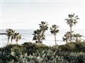 Picture of Palms Above the Sea _GroupedProduct_Rectangle_Landscape_Photography _GroupedProduct_Rectangle_Landscape_Unframed_Print_Only_