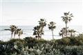 Picture of Palms Above the Sea _GroupedProduct_Rectangle_Landscape_Photography _GroupedProduct_Rectangle_Landscape_Unframed_Print_Only_