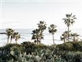 Picture of Palms Above the Sea _GroupedProduct_Rectangle_Landscape_Photography _GroupedProduct_Rectangle_Landscape_Unframed_Print_Only_