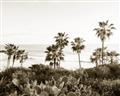 Picture of Palms Above the Sea _GroupedProduct_Rectangle_Landscape_Photography _GroupedProduct_Rectangle_Landscape_Unframed_Print_Only_