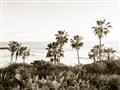 Picture of Palms Above the Sea _GroupedProduct_Rectangle_Landscape_Photography _GroupedProduct_Rectangle_Landscape_Unframed_Print_Only_