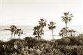 Picture of Palms Above the Sea _GroupedProduct_Rectangle_Landscape_Photography _GroupedProduct_Rectangle_Landscape_Unframed_Print_Only_