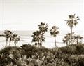 Picture of Palms Above the Sea _GroupedProduct_Rectangle_Landscape_Photography _GroupedProduct_Rectangle_Landscape_Unframed_Print_Only_