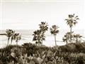 Picture of Palms Above the Sea _GroupedProduct_Rectangle_Landscape_Photography _GroupedProduct_Rectangle_Landscape_Unframed_Print_Only_