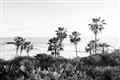 Picture of Palms Above the Sea _GroupedProduct_Rectangle_Landscape_Photography _GroupedProduct_Rectangle_Landscape_Unframed_Print_Only_