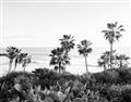Picture of Palms Above the Sea _GroupedProduct_Rectangle_Landscape_Photography _GroupedProduct_Rectangle_Landscape_Unframed_Print_Only_