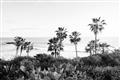 Picture of Palms Above the Sea _GroupedProduct_Rectangle_Landscape_Photography _GroupedProduct_Rectangle_Landscape_Unframed_Print_Only_