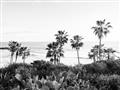 Picture of Palms Above the Sea _GroupedProduct_Rectangle_Landscape_Photography _GroupedProduct_Rectangle_Landscape_Unframed_Print_Only_