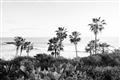 Picture of Palms Above the Sea _GroupedProduct_Rectangle_Landscape_Photography _GroupedProduct_Rectangle_Landscape_Unframed_Print_Only_