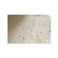 Picture of Seaside Swim _GroupedProduct_Rectangle_Landscape_Photography _GroupedProduct_Rectangle_Landscape_Unframed_Print_Only_