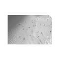 Picture of Seaside Swim _GroupedProduct_Rectangle_Landscape_Photography _GroupedProduct_Rectangle_Landscape_Unframed_Print_Only_
