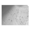 Picture of Seaside Swim _GroupedProduct_Rectangle_Landscape_Photography _GroupedProduct_Rectangle_Landscape_Unframed_Print_Only_