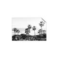 Picture of Palms Above the Sea _GroupedProduct_Rectangle_Landscape_Photography _GroupedProduct_Rectangle_Landscape_Unframed_Print_Only_