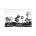 Picture of Palms Above the Sea _GroupedProduct_Rectangle_Landscape_Photography _GroupedProduct_Rectangle_Landscape_Unframed_Print_Only_
