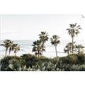 Picture of Palms Above the Sea _GroupedProduct_Rectangle_Landscape_Photography _GroupedProduct_Rectangle_Landscape_Unframed_Print_Only_