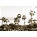Picture of Palms Above the Sea _GroupedProduct_Rectangle_Landscape_Photography _GroupedProduct_Rectangle_Landscape_Unframed_Print_Only_