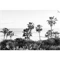 Picture of Palms Above the Sea _GroupedProduct_Rectangle_Landscape_Photography _GroupedProduct_Rectangle_Landscape_Unframed_Print_Only_