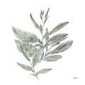 Picture of Leafy Look I _GroupedProduct_Square_Unframed_Print_Only_