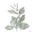 Picture of Leafy Look II _GroupedProduct_Square_Unframed_Print_Only_
