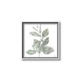 Picture of Leafy Look II _GroupedProduct_Square_Canvas_Framed_