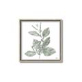 Picture of Leafy Look II _GroupedProduct_Square_Canvas_Framed_