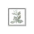 Picture of Leafy Look II _GroupedProduct_Square_Canvas_Framed_