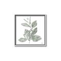 Picture of Leafy Look II _GroupedProduct_Square_Canvas_Framed_