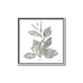 Picture of Leafy Look II _GroupedProduct_Square_Canvas_Framed_