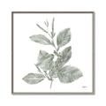 Picture of Leafy Look II _GroupedProduct_Square_Canvas_Framed_