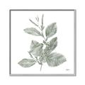 Picture of Leafy Look II _GroupedProduct_Square_Canvas_Framed_