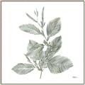 Picture of Leafy Look II _GroupedProduct_Square_Canvas_Framed_