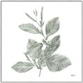 Picture of Leafy Look II _GroupedProduct_Square_Canvas_Framed_