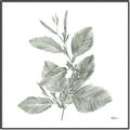 Picture of Leafy Look II _GroupedProduct_Square_Canvas_Framed_