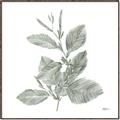 Picture of Leafy Look II _GroupedProduct_Square_Canvas_Framed_