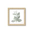 Picture of Leafy Look II _GroupedProduct_Square_Framed_Matted_