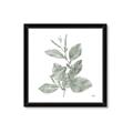 Picture of Leafy Look II _GroupedProduct_Square_Framed_Matted_