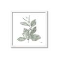 Picture of Leafy Look II _GroupedProduct_Square_Framed_Matted_