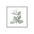 Picture of Leafy Look II _GroupedProduct_Square_Framed_Matted_