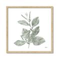 Picture of Leafy Look II _GroupedProduct_Square_Framed_Matted_