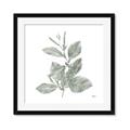 Picture of Leafy Look II _GroupedProduct_Square_Framed_Matted_