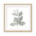 Picture of Leafy Look II _GroupedProduct_Square_Framed_Matted_