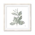 Picture of Leafy Look II _GroupedProduct_Square_Framed_Matted_