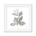 Picture of Leafy Look II _GroupedProduct_Square_Framed_Matted_