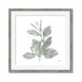Picture of Leafy Look II _GroupedProduct_Square_Framed_Matted_