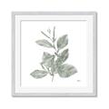 Picture of Leafy Look II _GroupedProduct_Square_Framed_Matted_