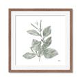 Picture of Leafy Look II _GroupedProduct_Square_Framed_Matted_